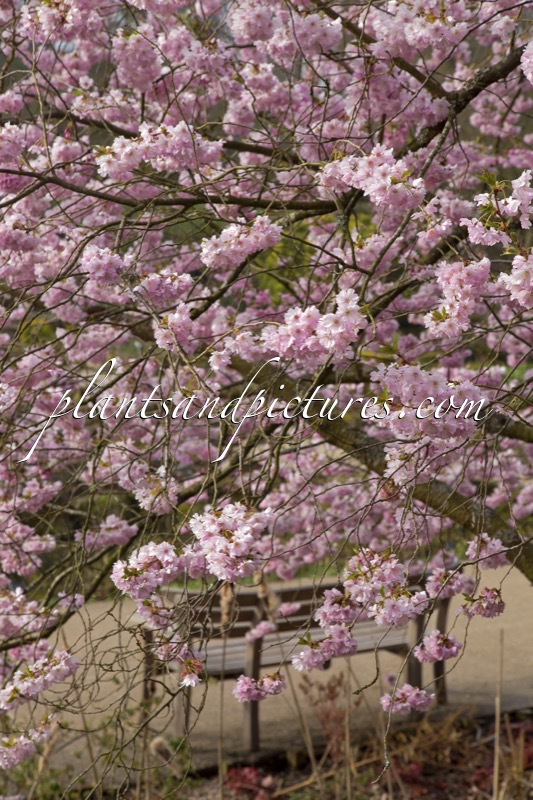 Prunus ‘Accolade’