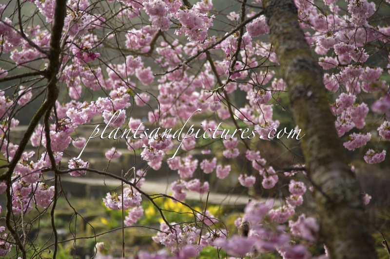 Prunus ‘Accolade’