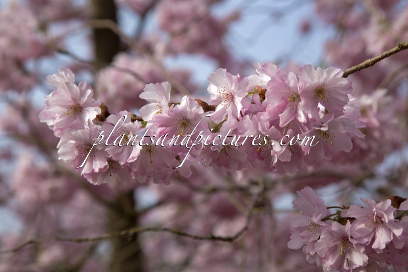 Prunus ‘Accolade’