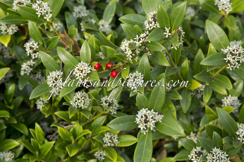 Skimmia japonica ‘Scarlet Dwarf’