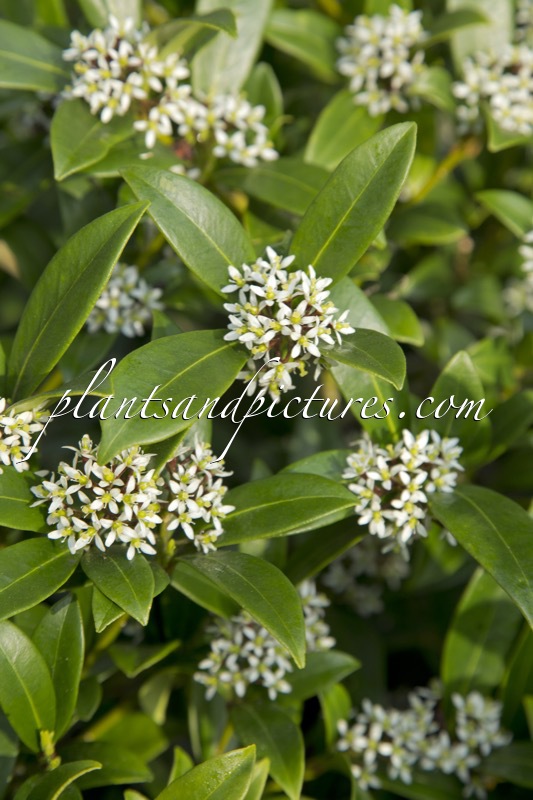 Skimmia japonica ‘Scarlet Dwarf’