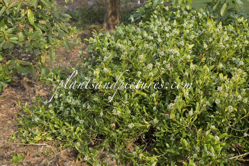 Skimmia japonica ‘Scarlet Dwarf’