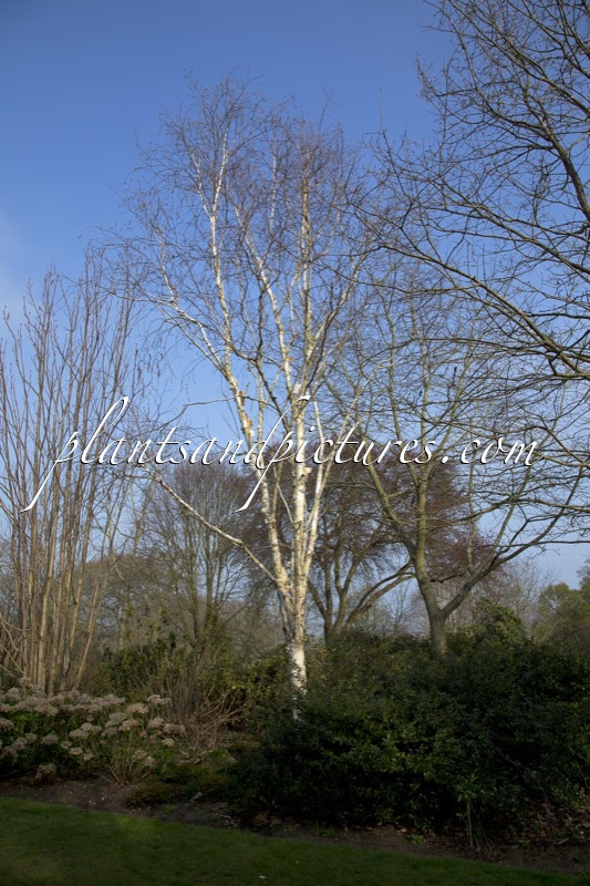 Betula ‘Fetisowii’