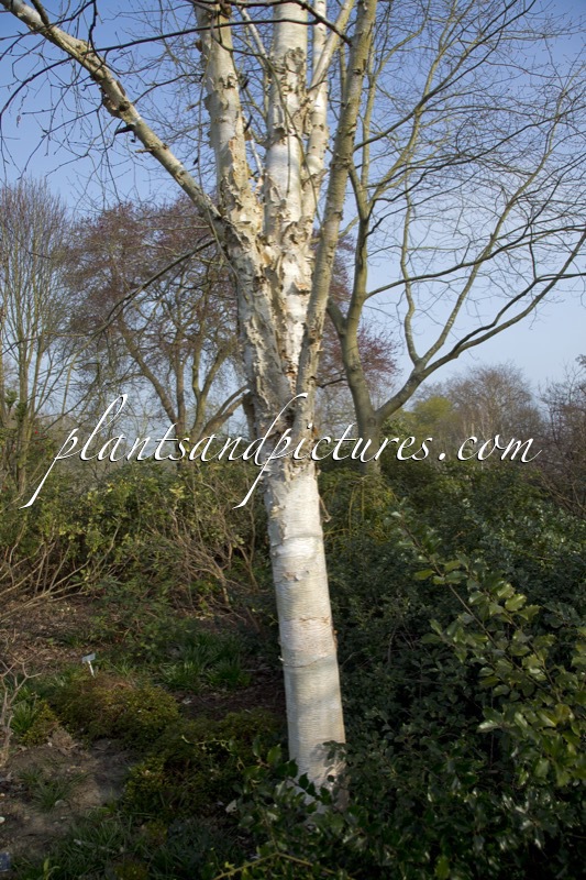 Betula ‘Fetisowii’