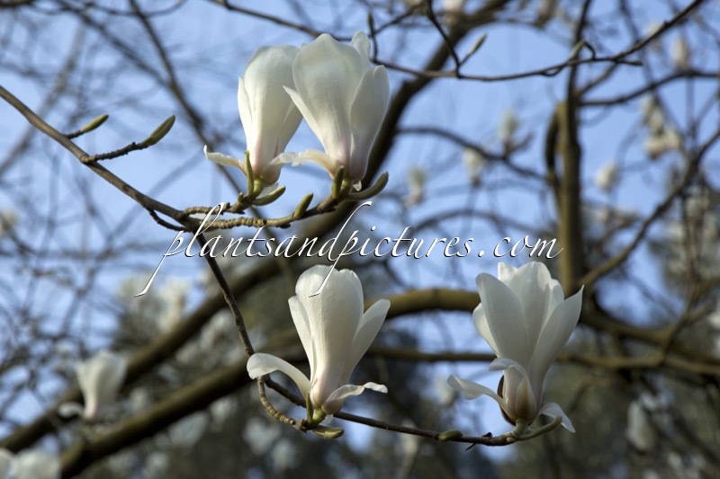 Magnolia ‘Lu Shan’