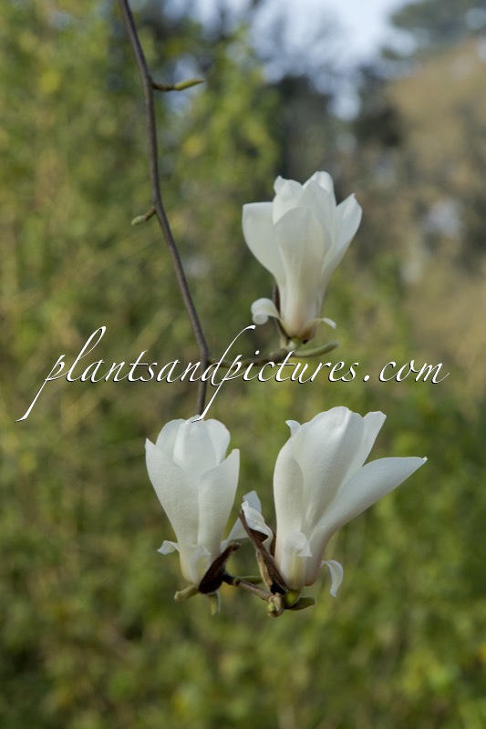 Magnolia ‘Lu Shan’