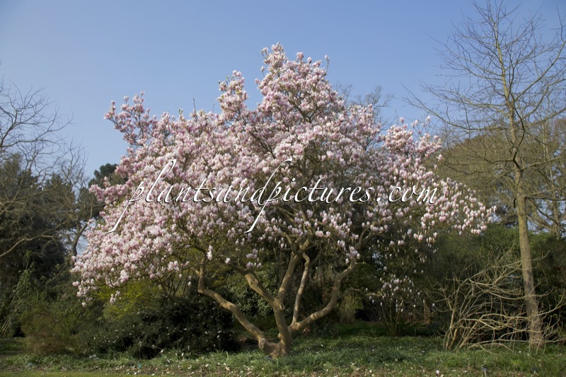 Magnolia soulangeana