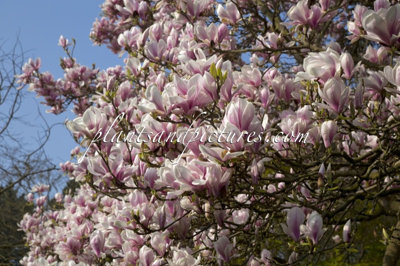 Magnolia soulangeana