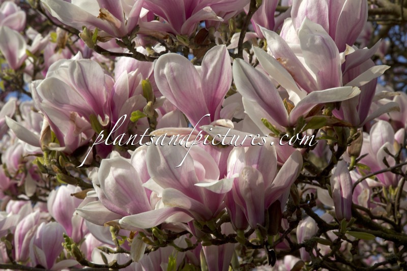 Magnolia soulangeana