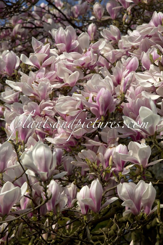 Magnolia soulangeana