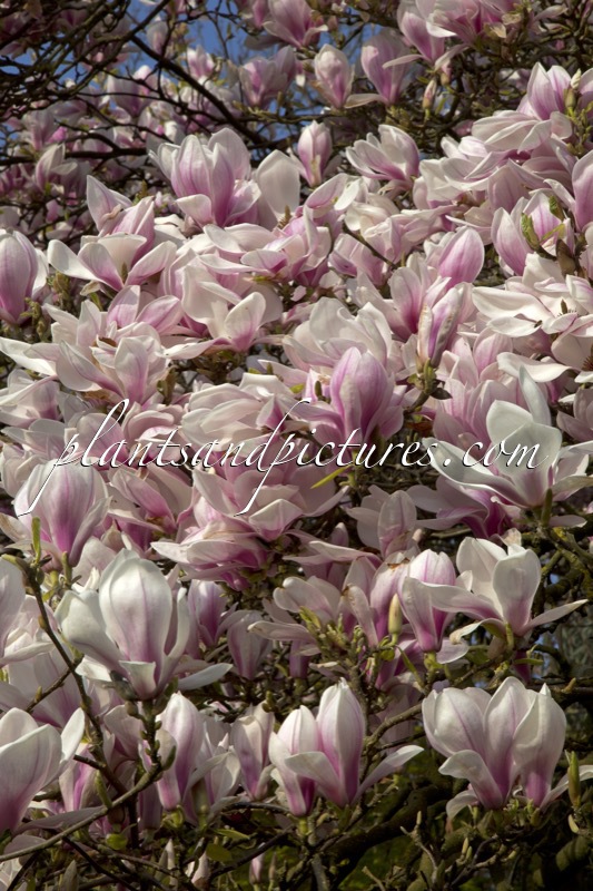 Magnolia soulangeana
