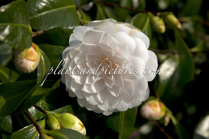 Camellia japonica ‘Twilight’