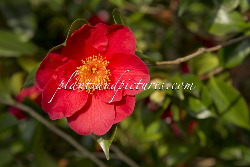 Camellia japonica ‘Alexander Hunter’