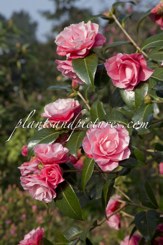 Camellia ‘Joe Nuccio’
