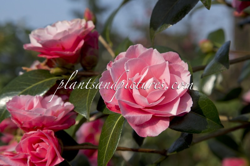 Camellia ‘Joe Nuccio’