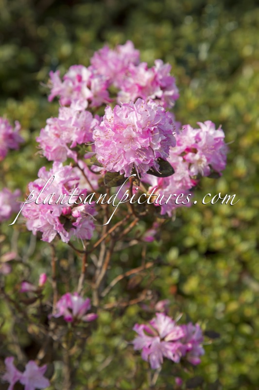 Rhododendron ‘Anna Baldsiefen’