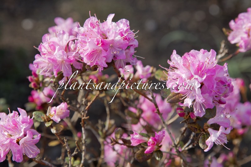 Rhododendron ‘Anna Baldsiefen’