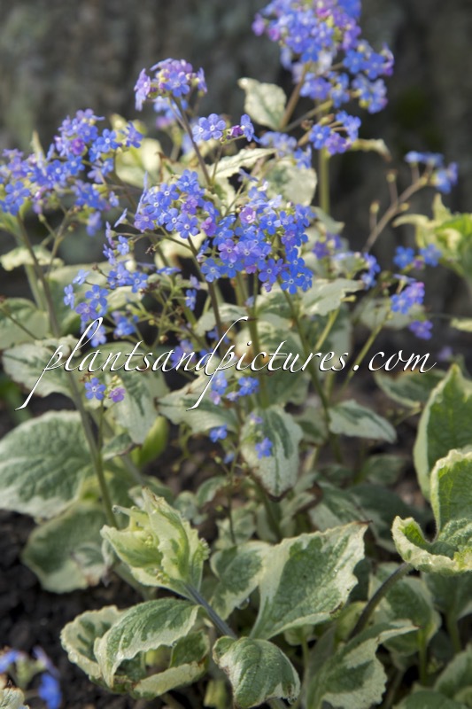 Brunnera macrophylla ‘Dawson’s White’