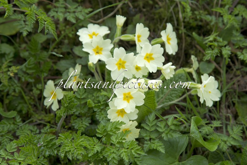 Primula vulgaris