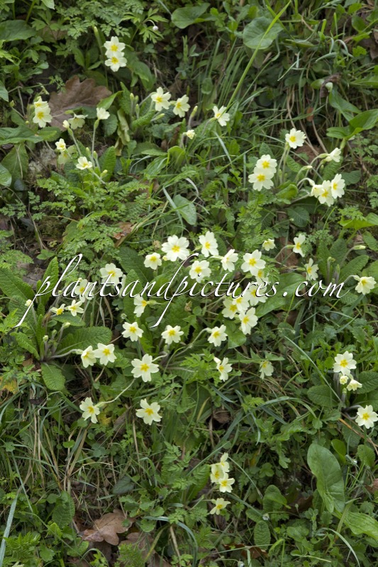 Primula vulgaris