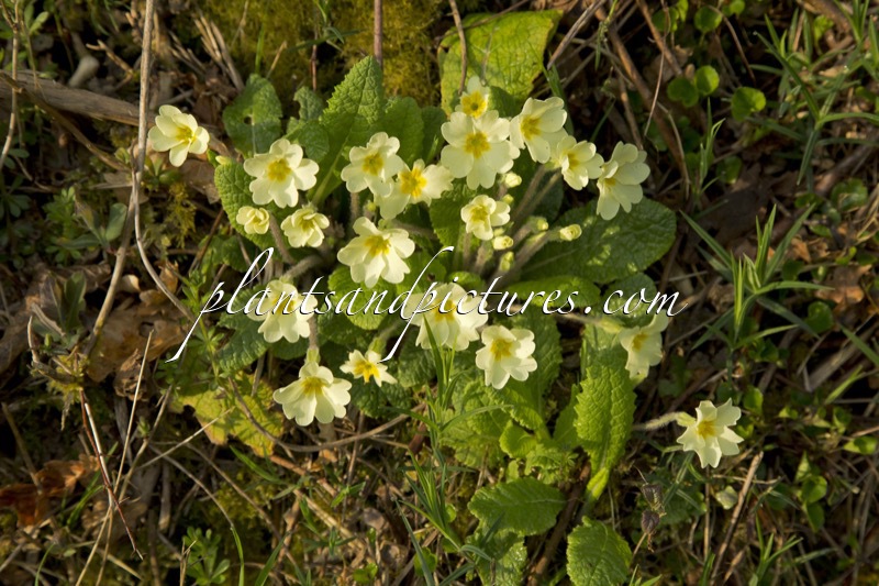 Primula vulgaris