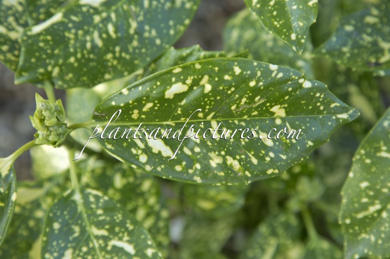 Aucuba japonica ‘Golden Spangles’