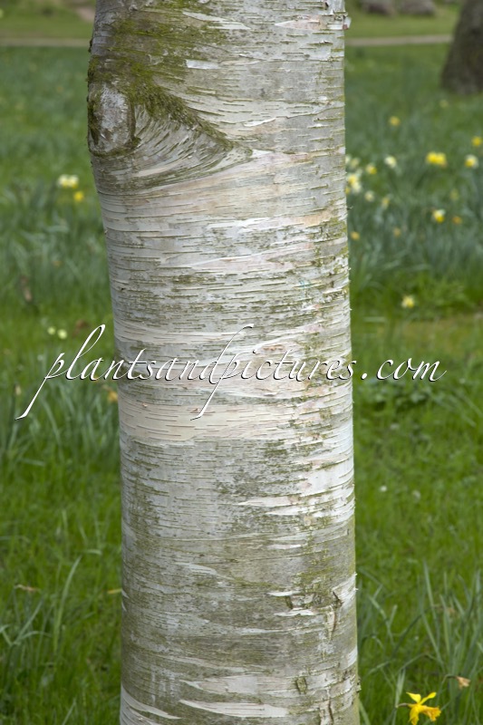 Betula caerulea