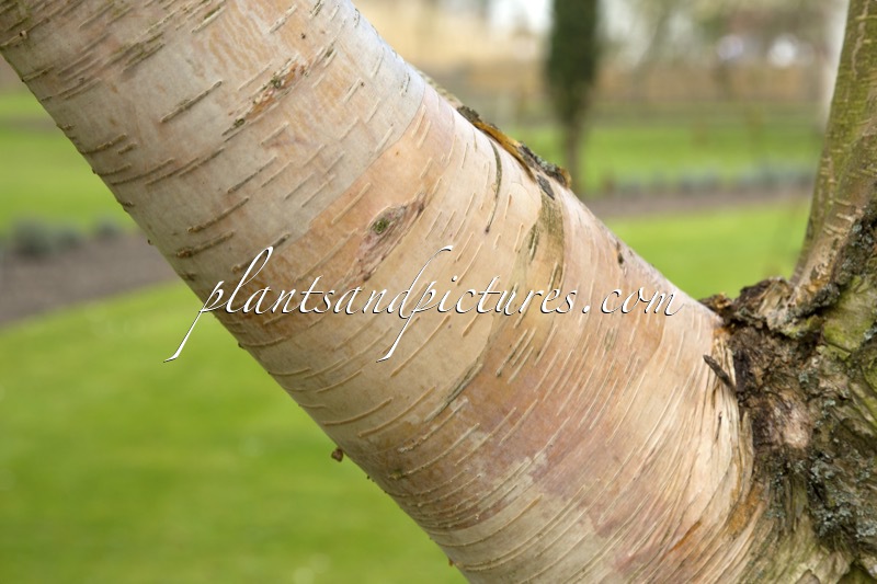 Betula albosinensis ‘Hergest’