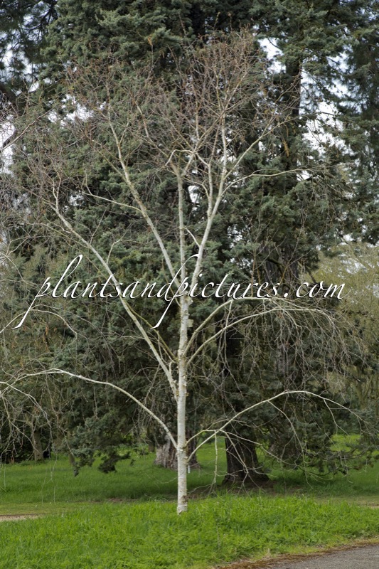 Betula ‘Fetisowii’