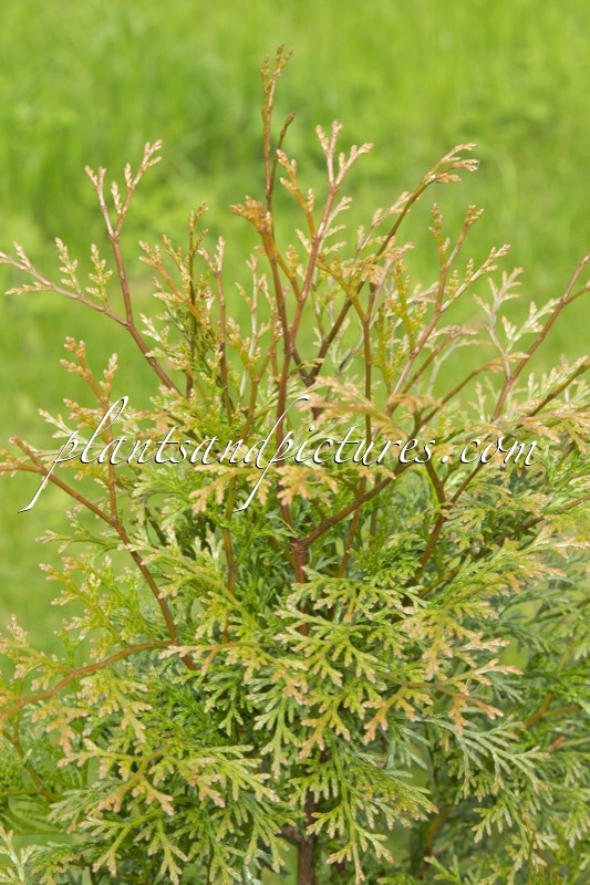 Calocedrus macrolepis