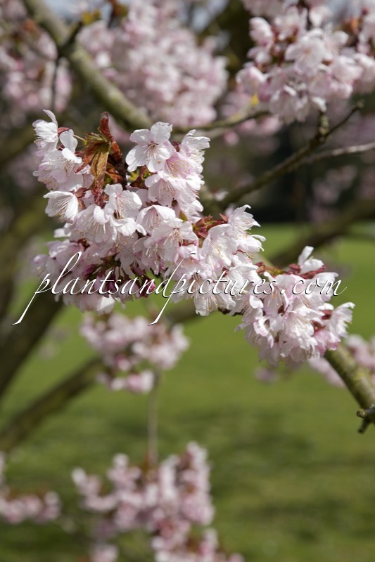 Prunus cyclamina