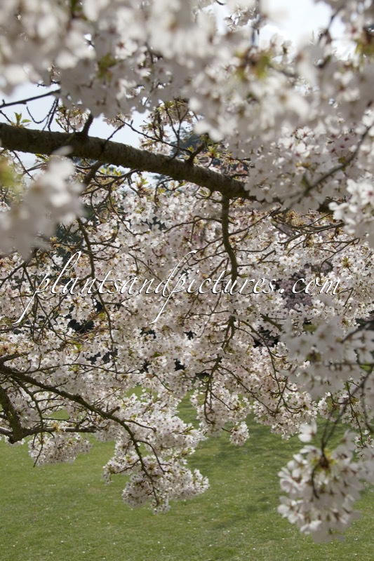Prunus yedoensis