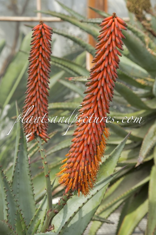Aloe ferox