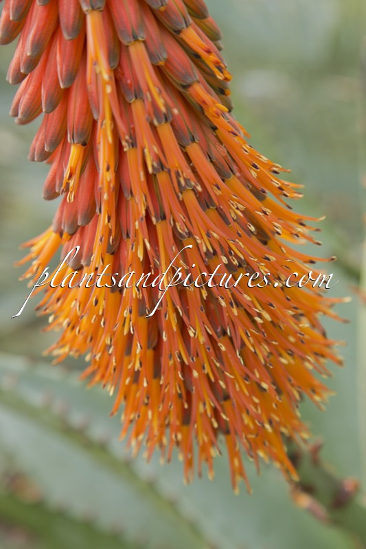 Aloe ferox