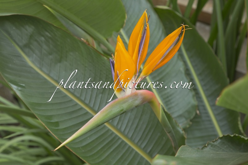 Strelitzia reginae