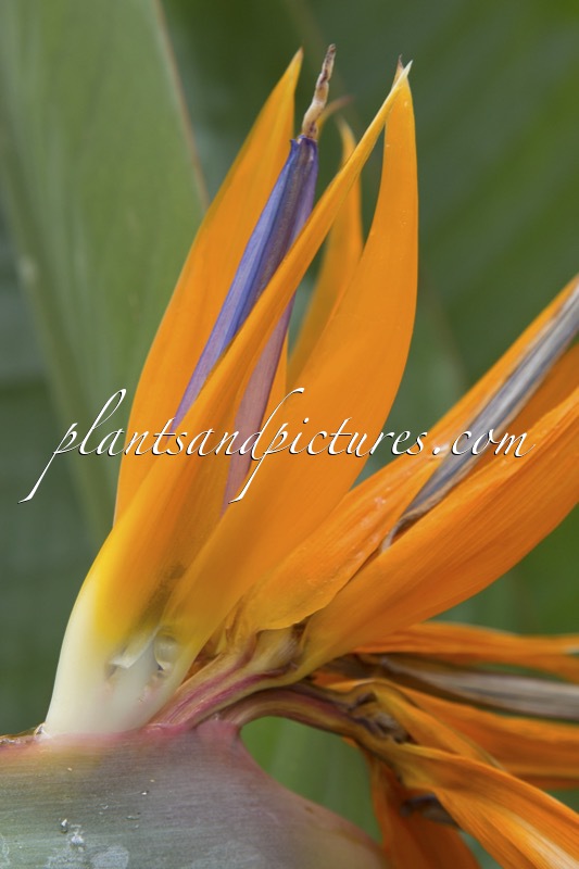 Strelitzia reginae