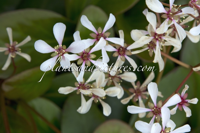 Bergenia omeiensis