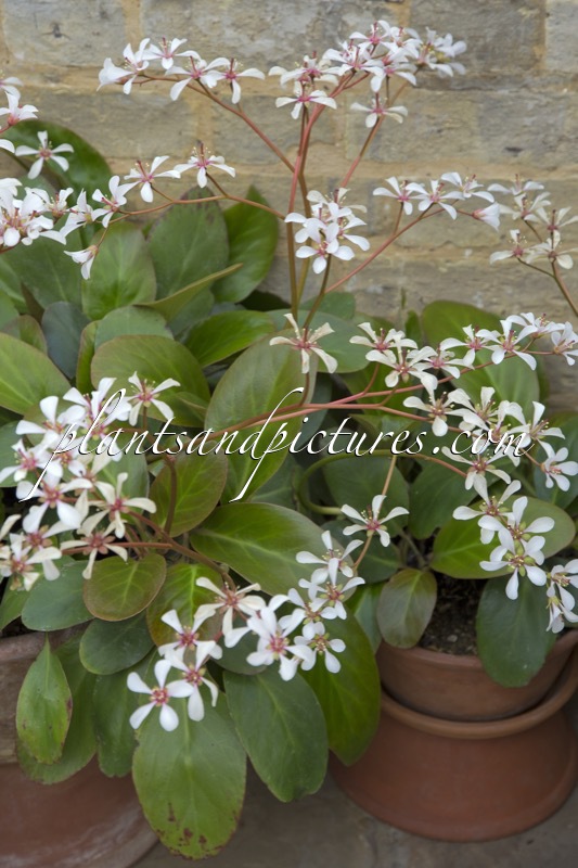 Bergenia omeiensis
