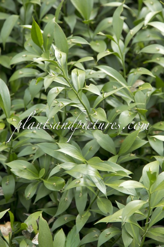 Ruscus microglossus