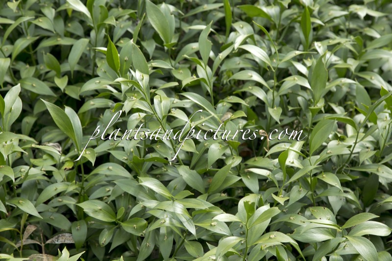 Ruscus microglossus