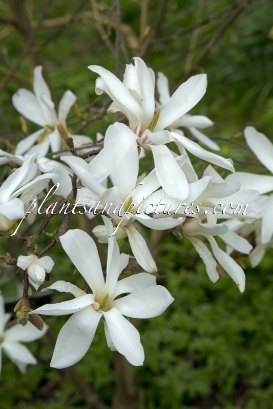 Magnolia ‘Pickard’s Stardust’