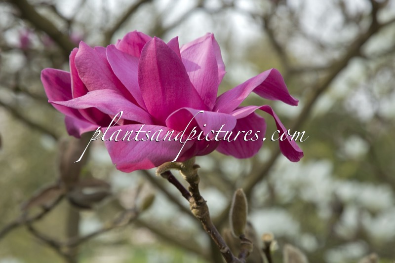 Magnolia ‘Vulcan’