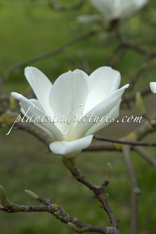 Magnolia denudata