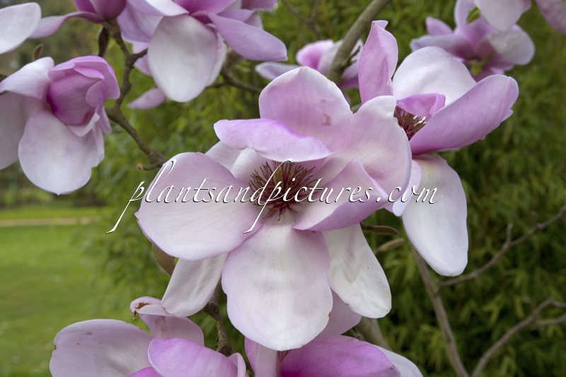 Magnolia ‘Iolanthe’