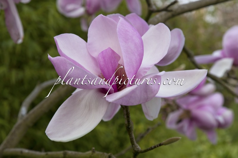 Magnolia ‘Iolanthe’