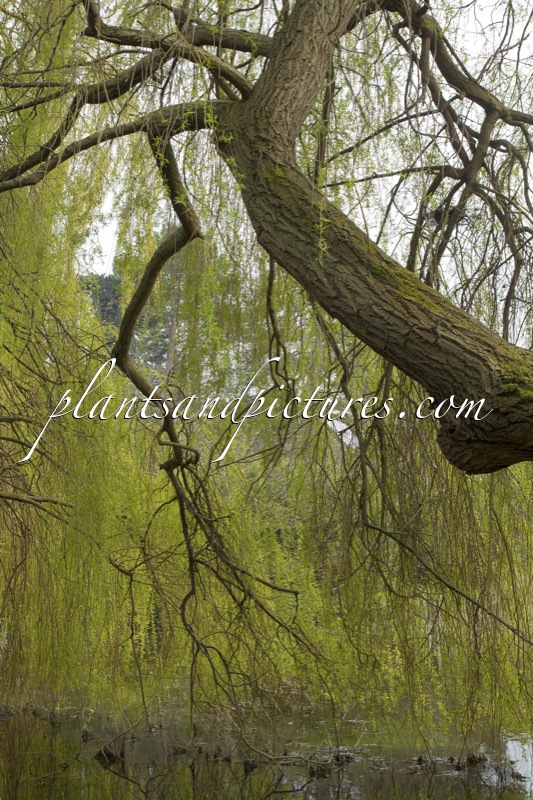 Salix sepulcralis ‘Chrysocoma’