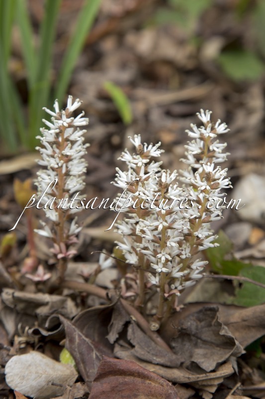 Pachysandra procumbens