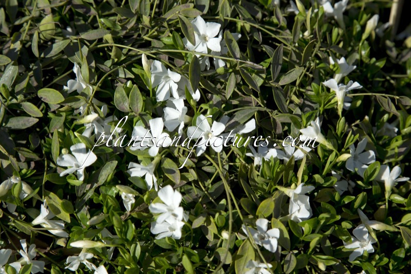 Vinca minor ‘Gertrude Jekyll’