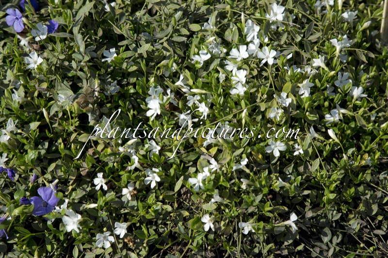 Vinca minor ‘Gertrude Jekyll’