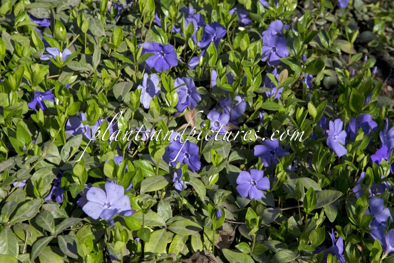 Vinca minor ‘Bowles’s Variety’